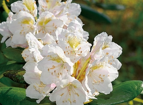 Shirobana Rhododendron's picture